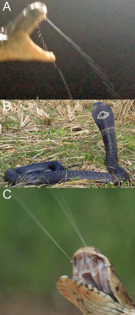 Figure 1 from Santra and Wüster 2017. A) Spitting in Naja kaouthia (Nalikul, Hooghly District, West Bengal, still from slow-motion video). B) Full body photo of snake shown in A. C) Spitting in N. mossambica (Hoedspruit, South Africa). Note differences in the exit angle of the venom from the fang.