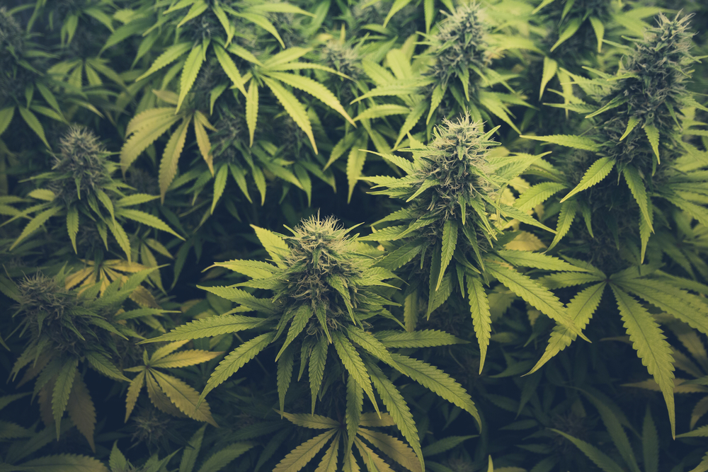 Everything Worth Knowing About … Marijuana