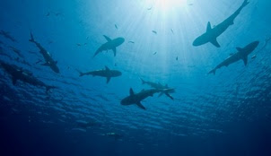 Shark Week: A feeding frenzy for citizen scientists!