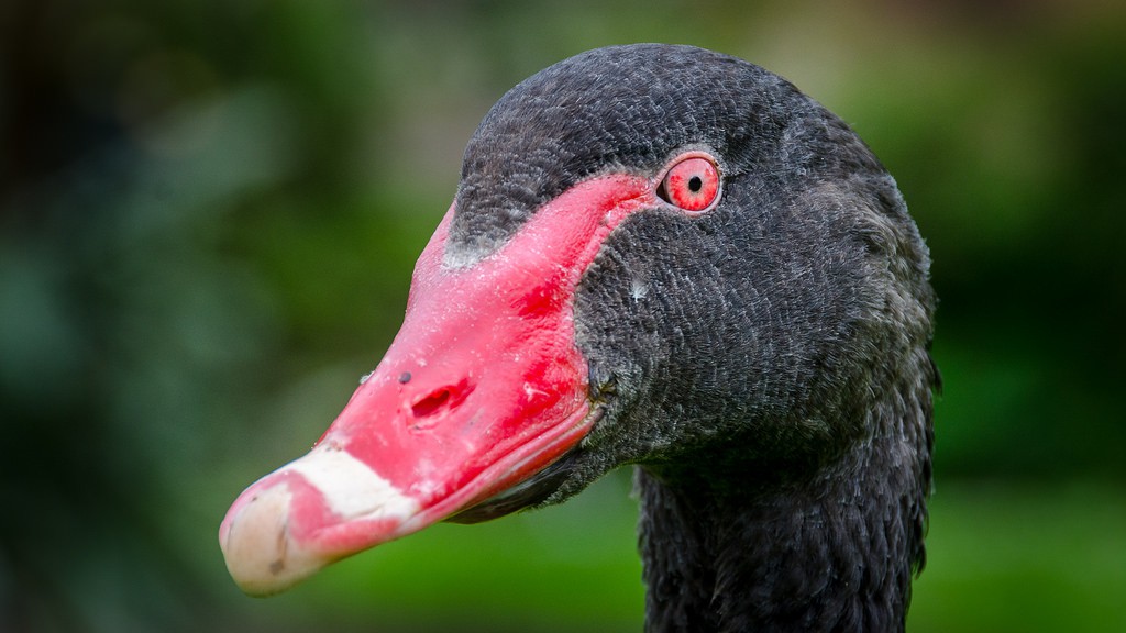 Centuries Ago, New Zealand's Giant Black Swans Were Repealed and Replaced