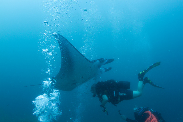Scuba divers observing a manta ray. Credit: Tchami (CC BY-SA 2.0)