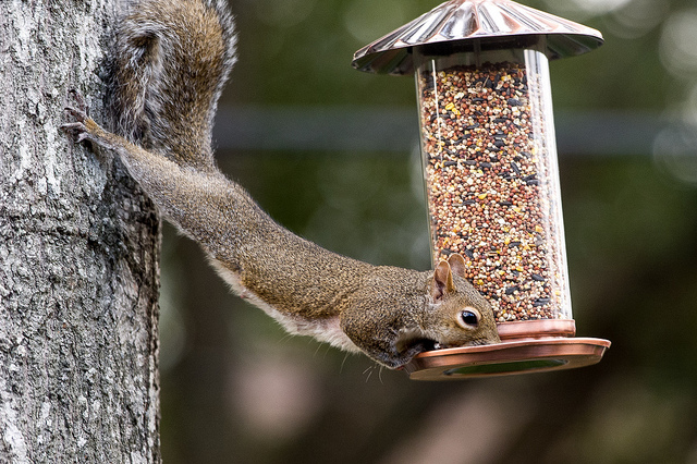 There's Nothing Squirrely about a Squirrel's Memory for Puzzles
