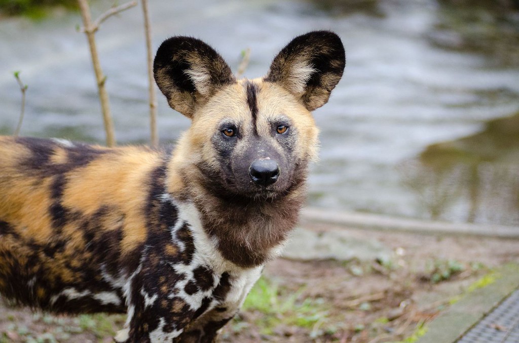 African Wild Dogs Can't Take The Heat, Face Extinction From Climate Change