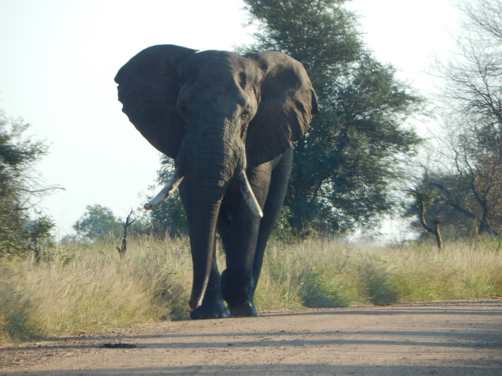 When this impressive fella approached our car during a self-drive safari in South Africa's Kruger National Park, he didn't make a sound. My friend and I, however, made some tetrapodian sounds of high emotional arousal. He posed for this photo and walked away. I wonder if he understood we meant no harm but were kinda anxious. (Credit G. Tarlach)