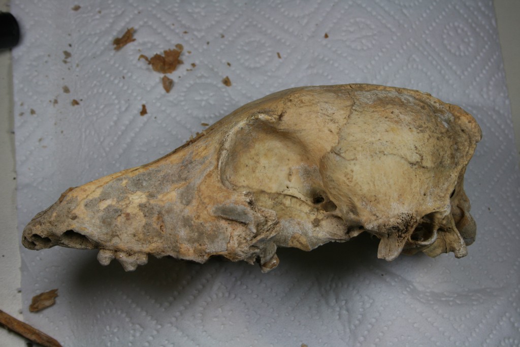 DNA extracted from this 5,000-year-old dog skull (on a 21st century paper towel) suggests a single and much earlier date for dog domestication than previously believed. (Credit Amelie Scheu)