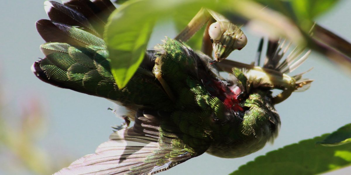 Fun Fact: Praying Mantises Eat Bird Brains