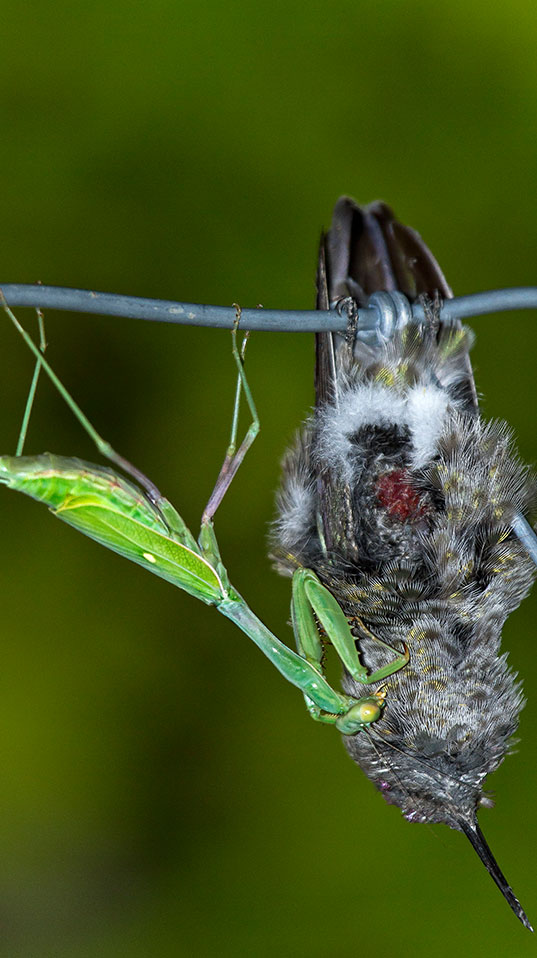 A mantis preys on a hummingbird that was impaled on a barbed wire fence. (Credit: Megan Ralph, Dryad Ranch)