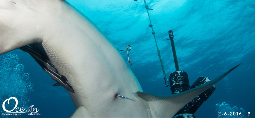 Shark Survives Over A Year With A Hole Between Its Stomach And The Sea