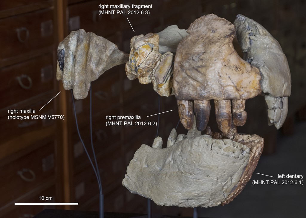 A close-up of Razana's snout reveals its large, serrated teeth. The image shows a 3-D printed reconstruction of the animal's jaws based on CT scans of the original fossils. (Credit Giovanni Bindellini)