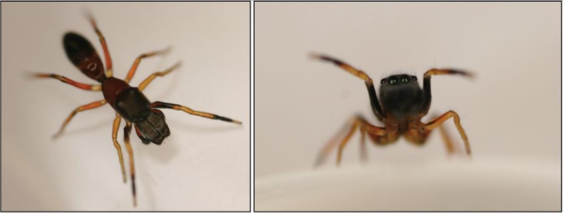 This Spider Really Commits to Its Ant Impression