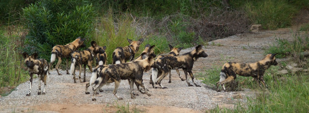 An African wild dog pack in Kruger National Park, South Africa. Photo by Bart Swanson