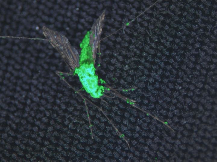 A composite image of a dead mosquito riddled with glowing, genetically-engineered fungus. Photo Credit: Brian Lovett