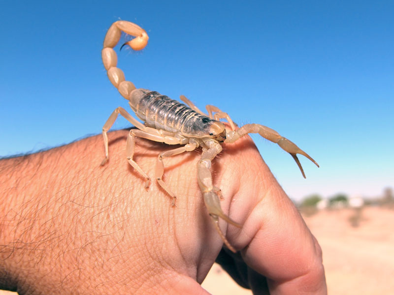 A Safer Way to Milk a Scorpion