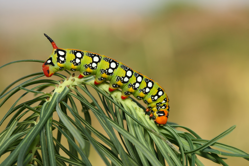Tomato Plants Can Turn Caterpillars Into Cannibals