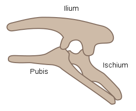 Ornithischian pelvis (Credit Wikimedia Commons)