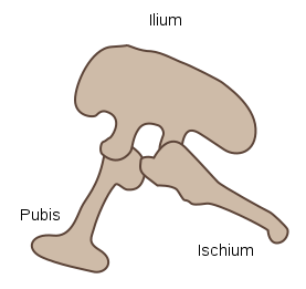 Saurischian pelvis (Credit Wikimedia Commons)