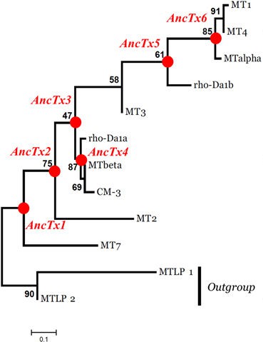 An evolutionary tree of the current toxins (in black) and the reconstructed ancestral toxins (in red). Part of Figure 2 from Blanchet et al. 2017