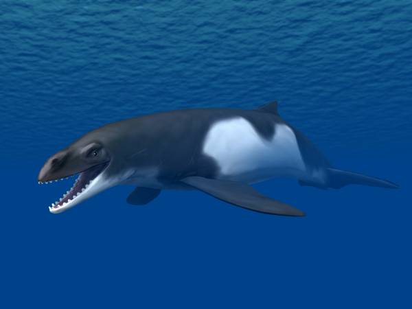 No Filter: Ancient Whales Were Wolves of the Sea