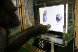Chimps Understand Rock-Paper-Scissors as Well as Preschoolers