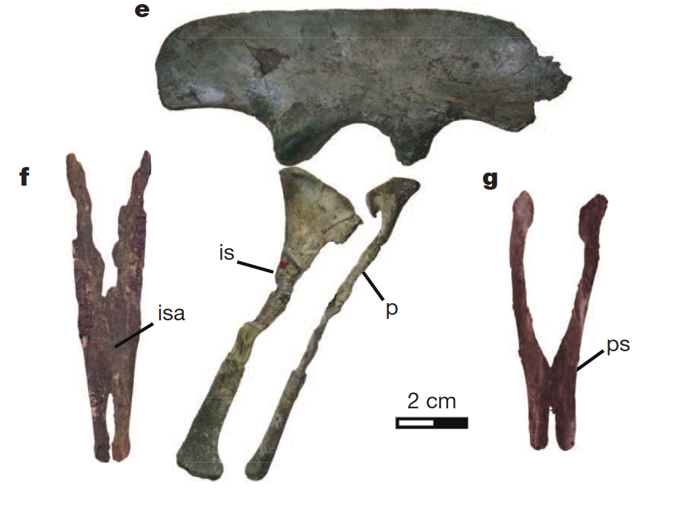 The pelvic girdle of Chilesaurus as shown in the 2015 Nature paper describing it for the first time. (Credit Novas et al, doi:10.1038/nature14307)