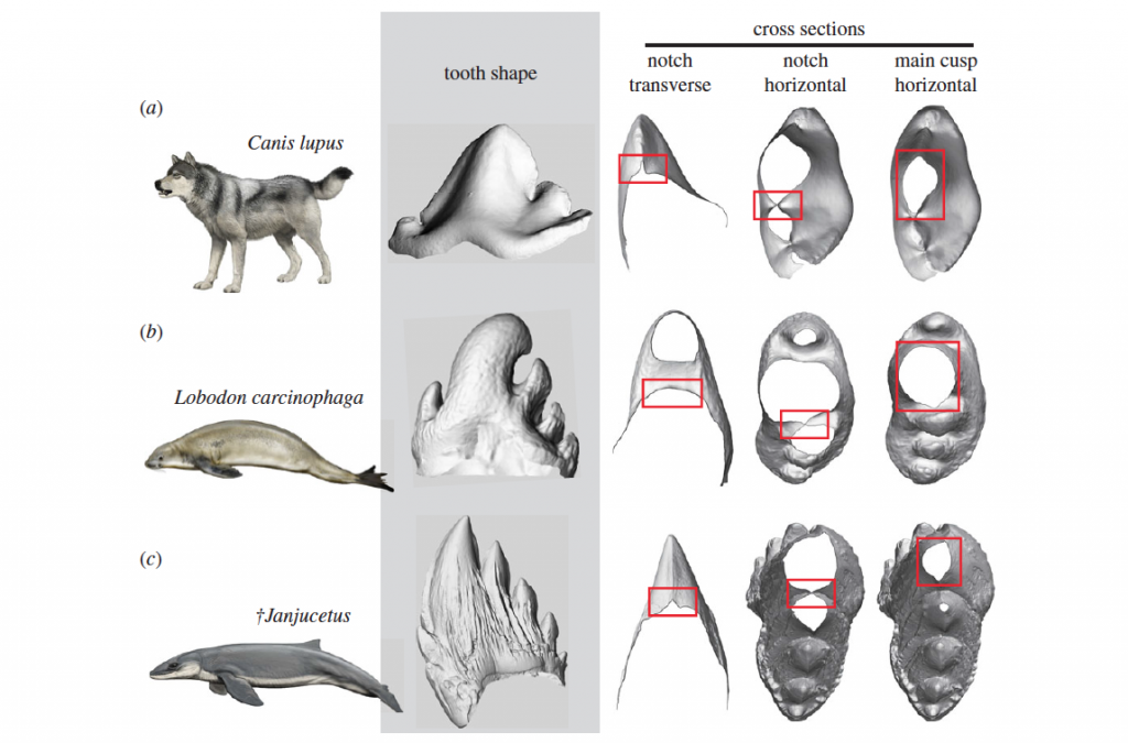 A comparison of postcanine tooth shape between wolves, crabeater seals and the ancient whale Janjucetus shows the extinct early whale's teeth rival the wolf's for sharpness. Teeth are not to scale. (Credit doi: 10.1098/rsbl.2017.0348; animal reconstructions by Carl Buell)