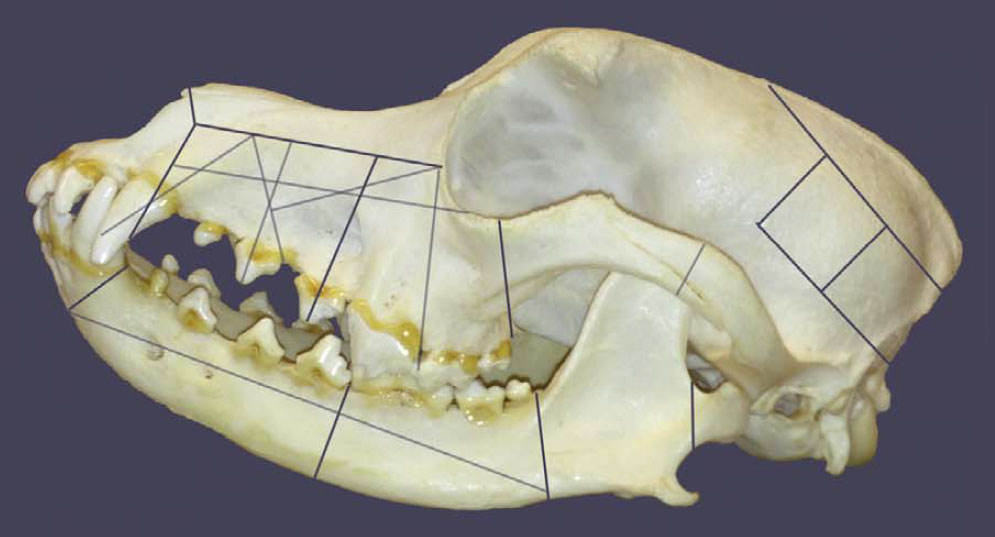 dog-skull