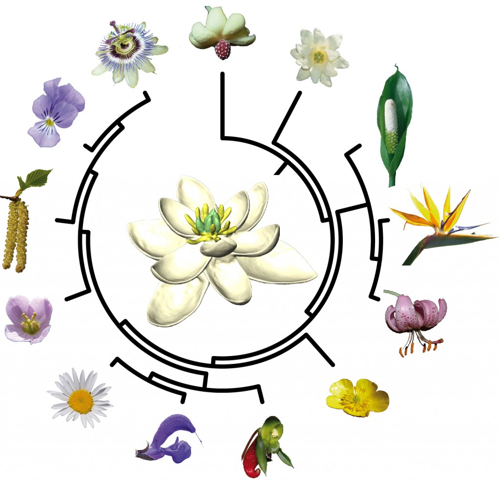 A simplified version of the angiosperm evolutionary tree (Credit HervéSauquet and Jürg Schönenberger)