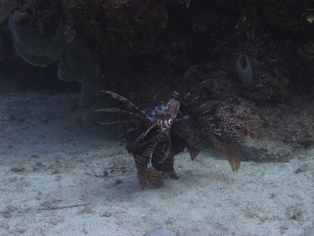 Under The Surf Turf War: Watch Male Lionfish Duke It Out