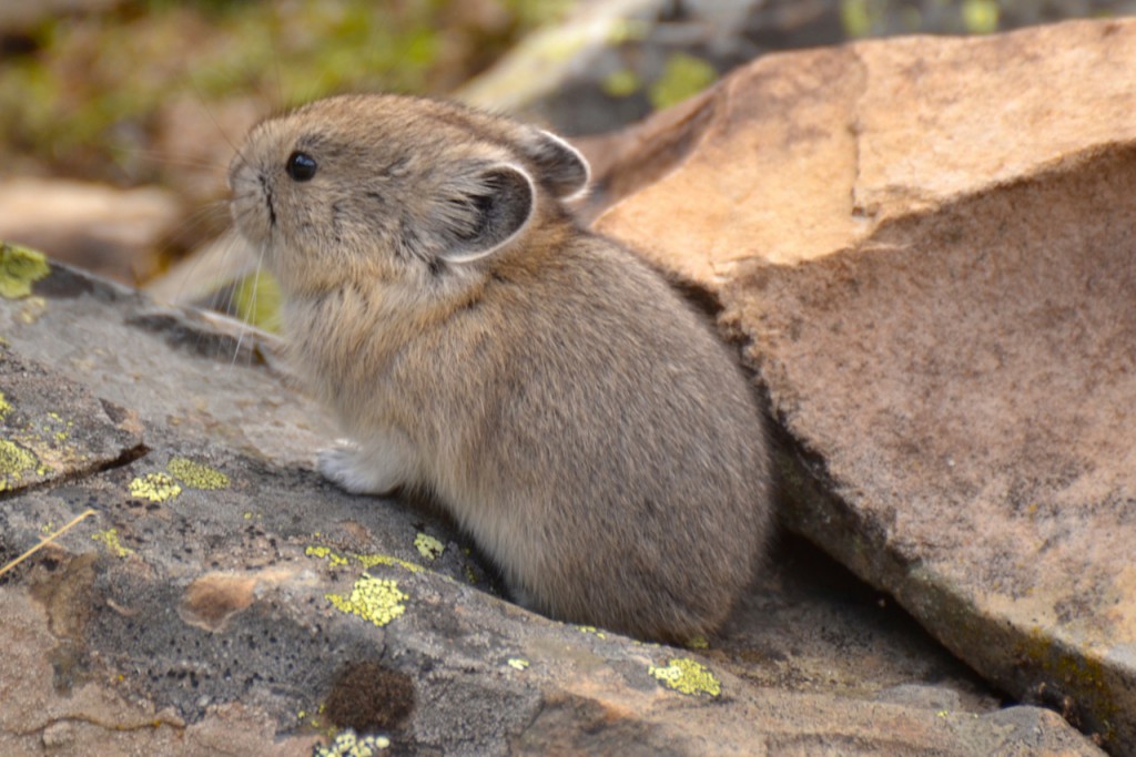 Pikas Are Disappearing from California's Sierra Nevada Mountains