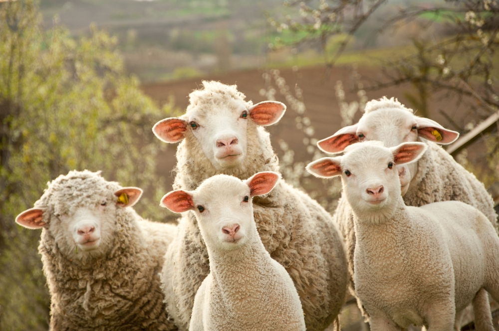 Why Sheep Calls Have That Unmistakable Vibrato