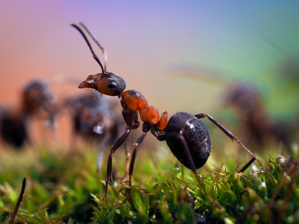 With Gene Editing, Ants Could Be the New Model Organism