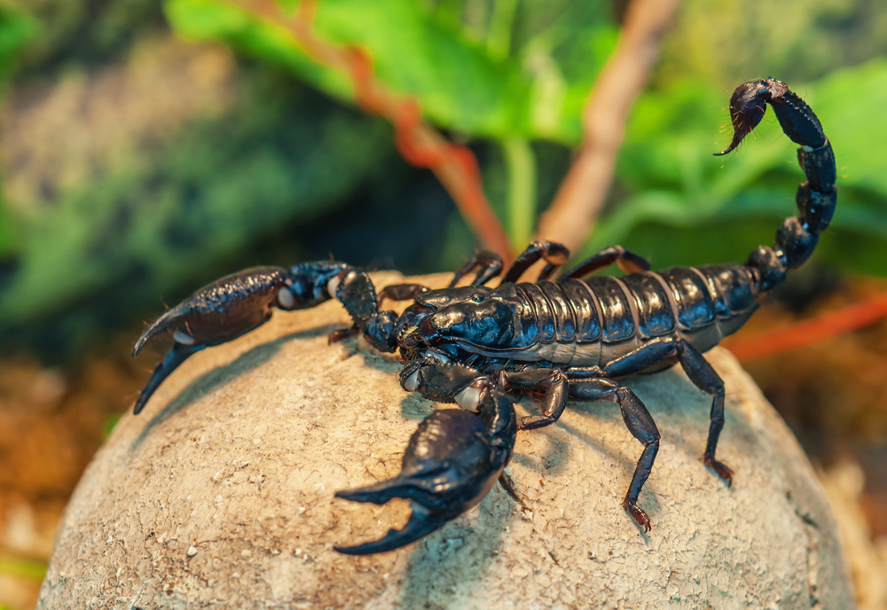 Scorpion Venom Has A Secret Ingredient: Acid