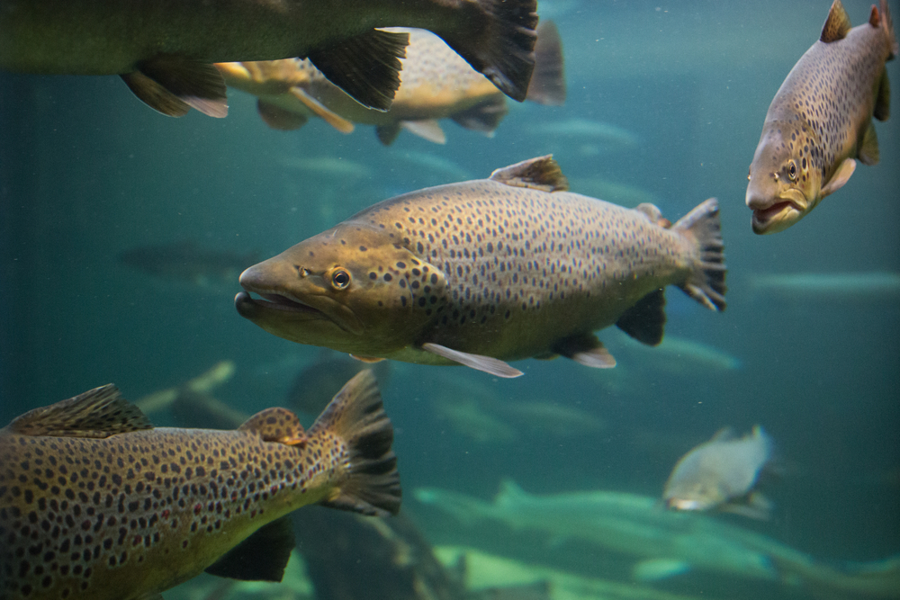 Canadians Are First to Sample Genetically Modified Salmon