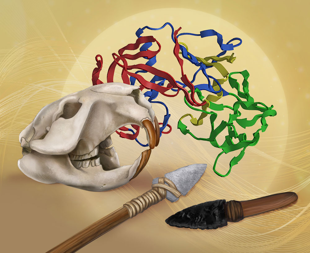 Proteomics: Moving Beyond DNA to Study the Past