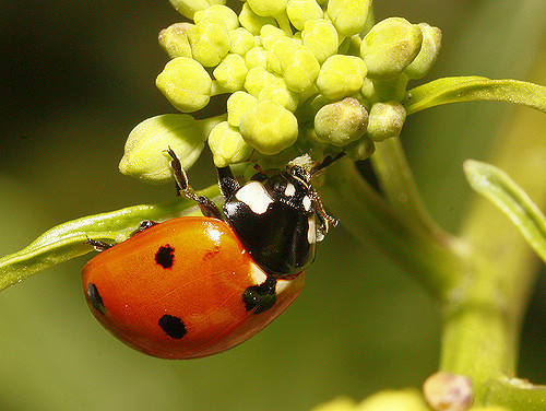 Help Cornell Researchers Find the Lost Ladybugs