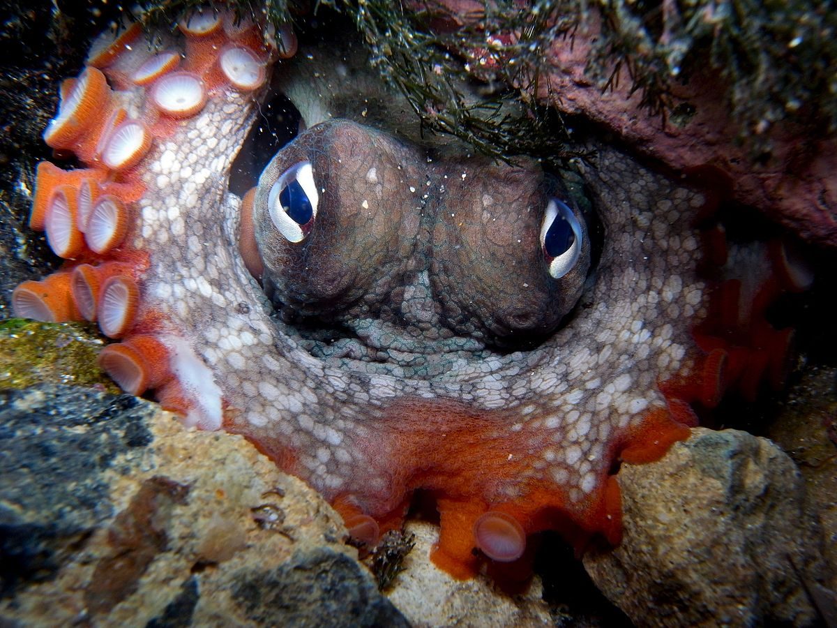 Octopuses Are Building Underwater 'Cities'