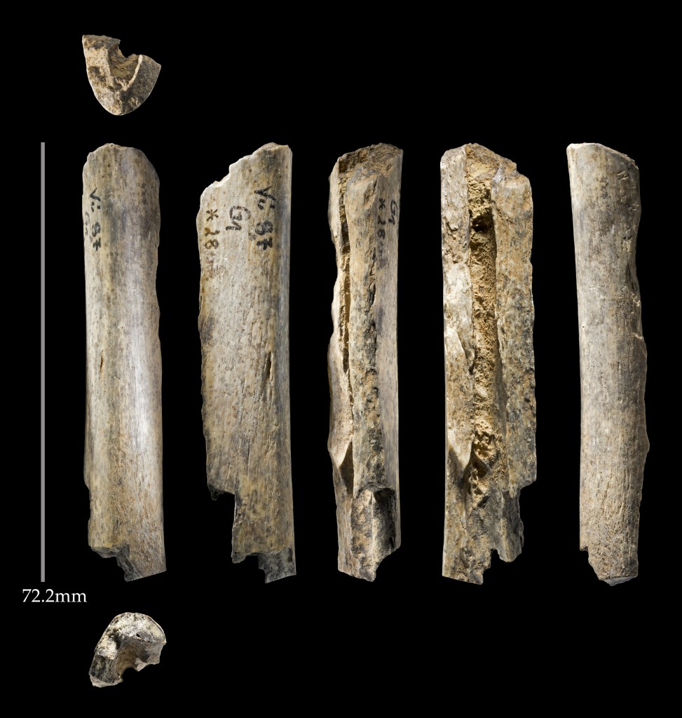 Fancy multi-angle view of one of the Neanderthal bones found in Vindija Cave, Croatia. (Credit Thomas Higham)