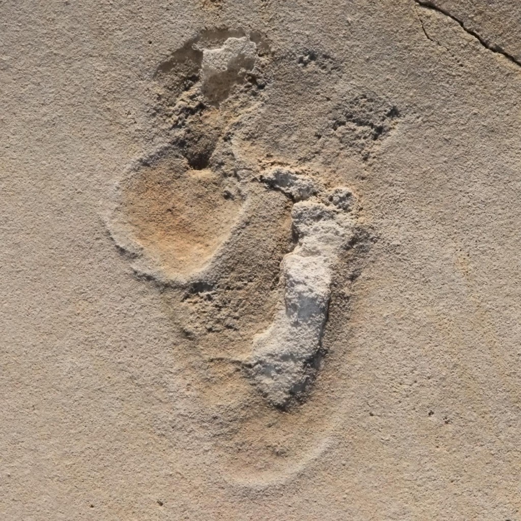 Breaking: 5.7 Million-Year-Old “Hominin Footprints” In Jeopardy