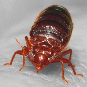 Flashback Friday: Horrifying study shows how far bed bugs can spread in apartment buildings.