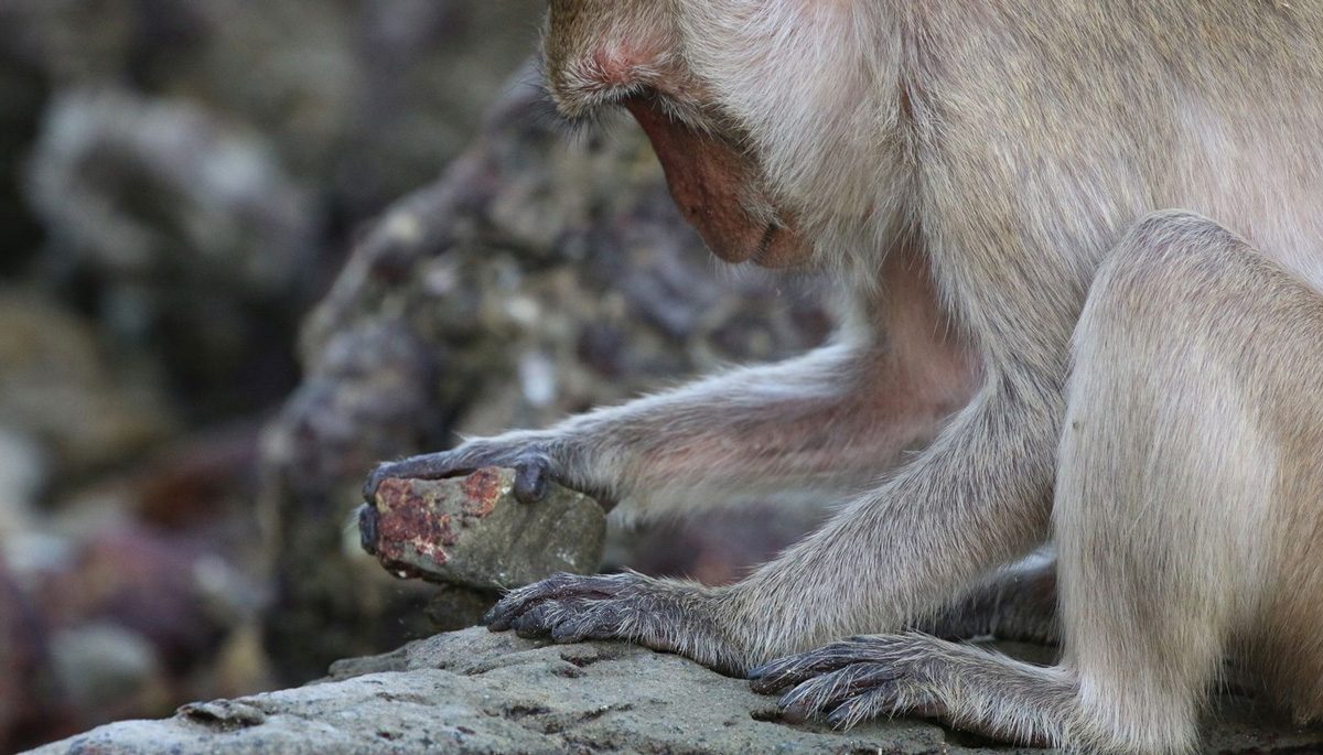 Tool-wielding Macaques Are Wiping Out Shellfish Populations