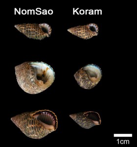 A comparison of shells from the two islands. (Credit: Luncz et. al/eLife)