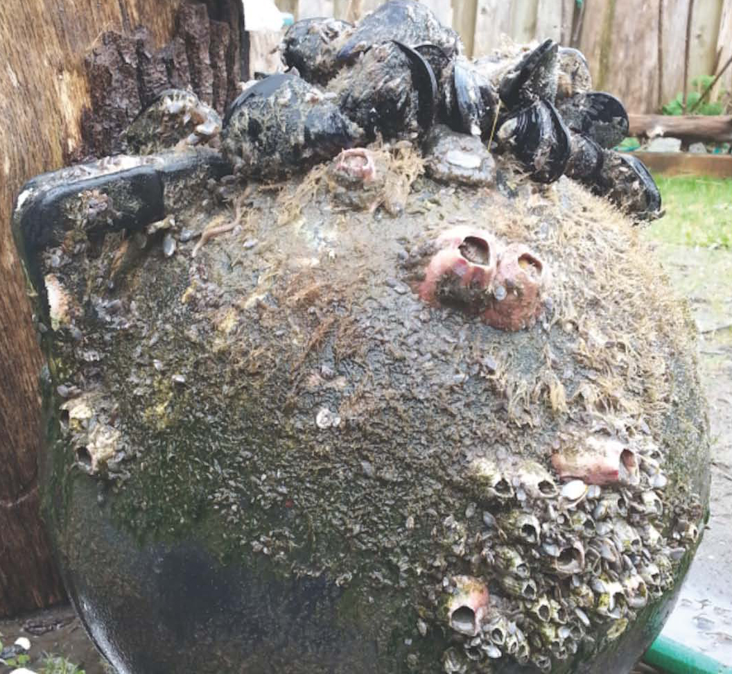 Japanese mussels (Mytilus galloprovincialis), barnacles (Megabalanus rosa), and sea anemones on a tsunami buoy washing ashore on Long Beach, Washington in February 2017. Image Credit: Nancy Treneman