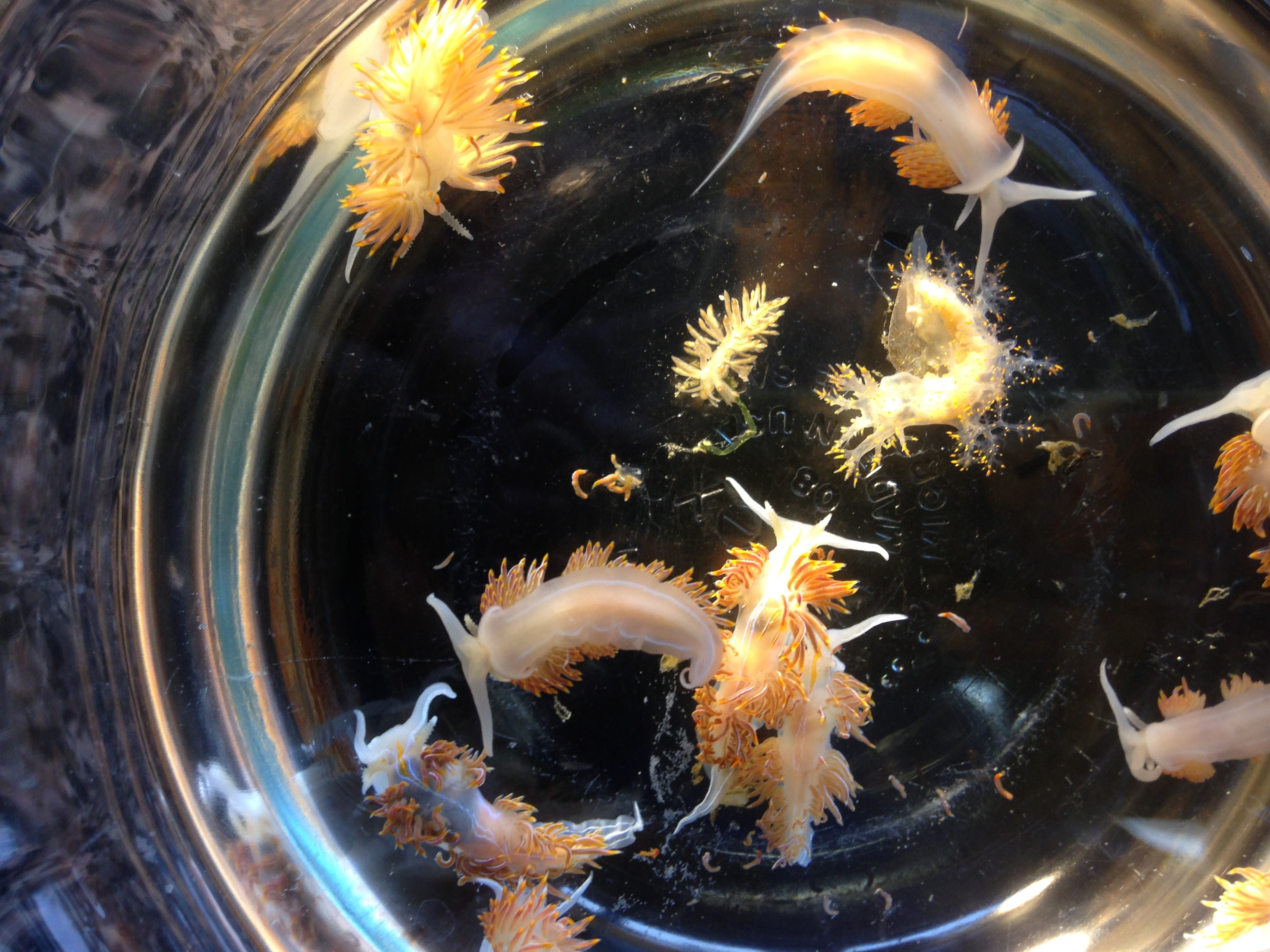 Marine sea slugs on a Japanese derelict vessel from Iwate Prefecture washed ashore in Oregon, April 2015. Image Credit: John W. Chapman 