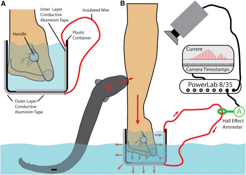 Scientist Shocks Himself With an Electric Eel…Because Science