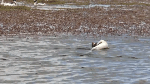 Hooded Grebes Are Bringing Sexy Back—Or Trying To