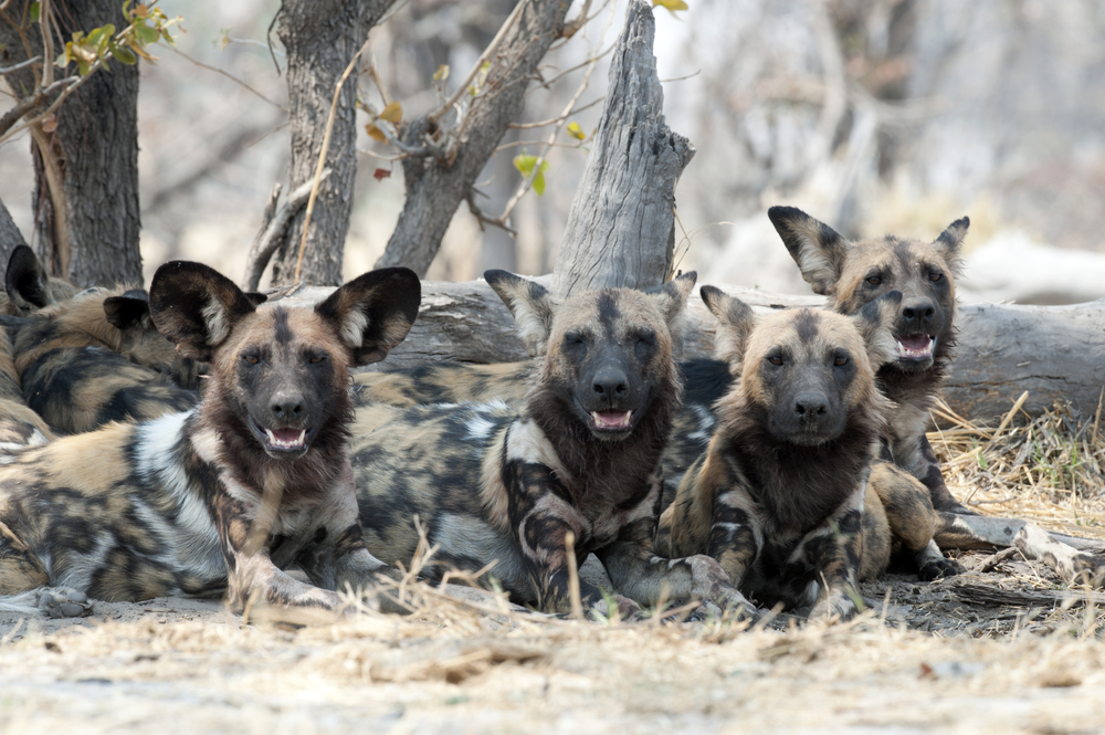 Gesundheit! African Wild Dogs 'Vote' With Sneezes