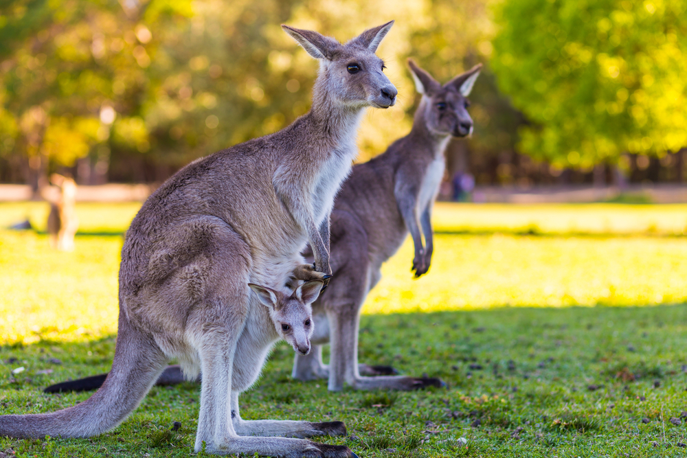 To Save Australia's Biodiversity, Put Kangaroo on the Menu