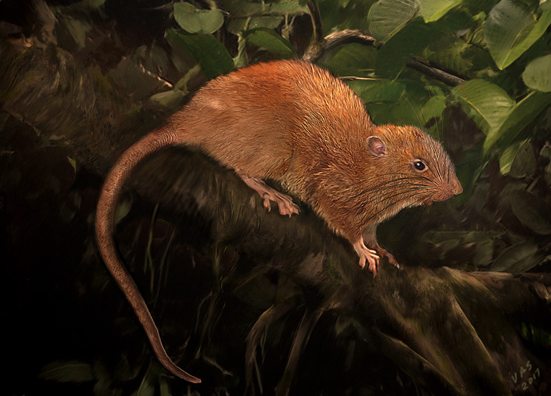 Discovered: A Giant, Tree-Dwelling Rat that Munches Coconuts