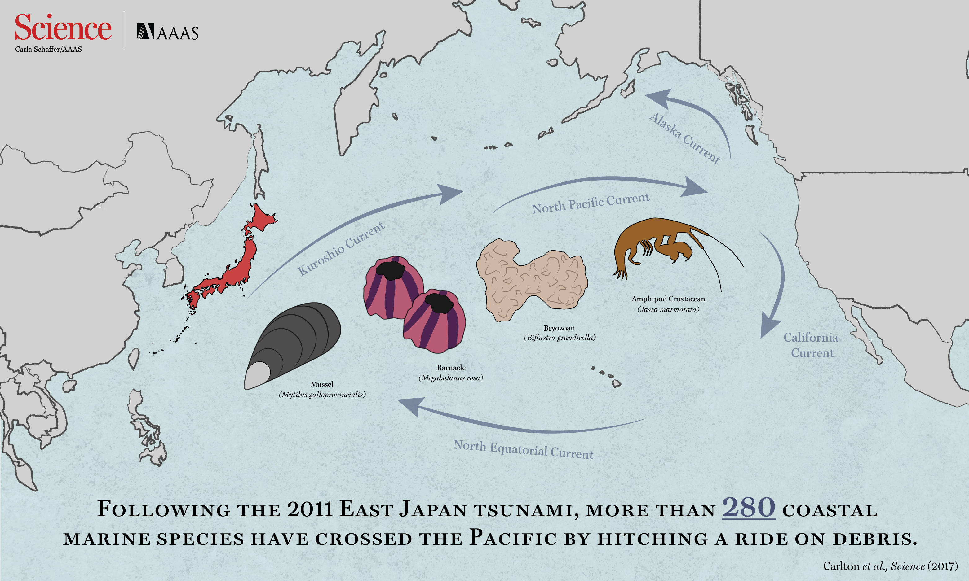 The flow of species after the 2011 tsunami. Infographic Credit: Carla Schaffer / AAAS
