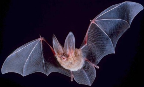 Support Bat Week Through Citizen Science